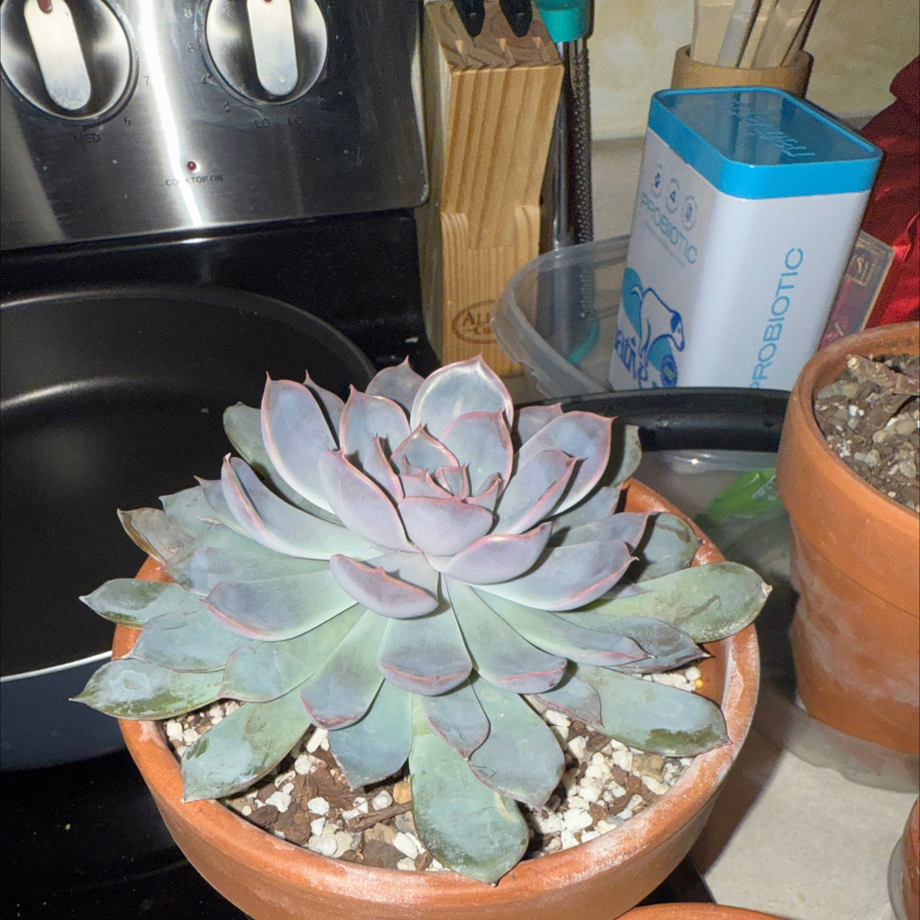 Photo of the plant species Echeveria 'summer' by @HonoredGlueseed named Madonna on Greg, the plant care app