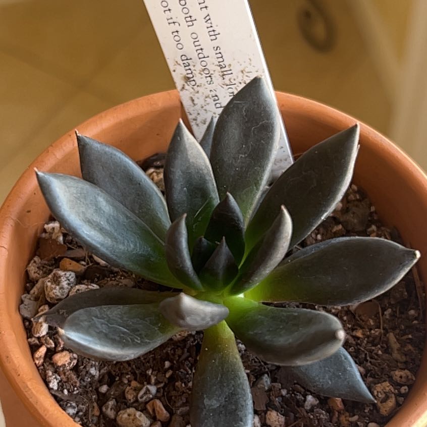 Photo of the plant species Echeveria by @HonoredGlueseed named Xena on Greg, the plant care app