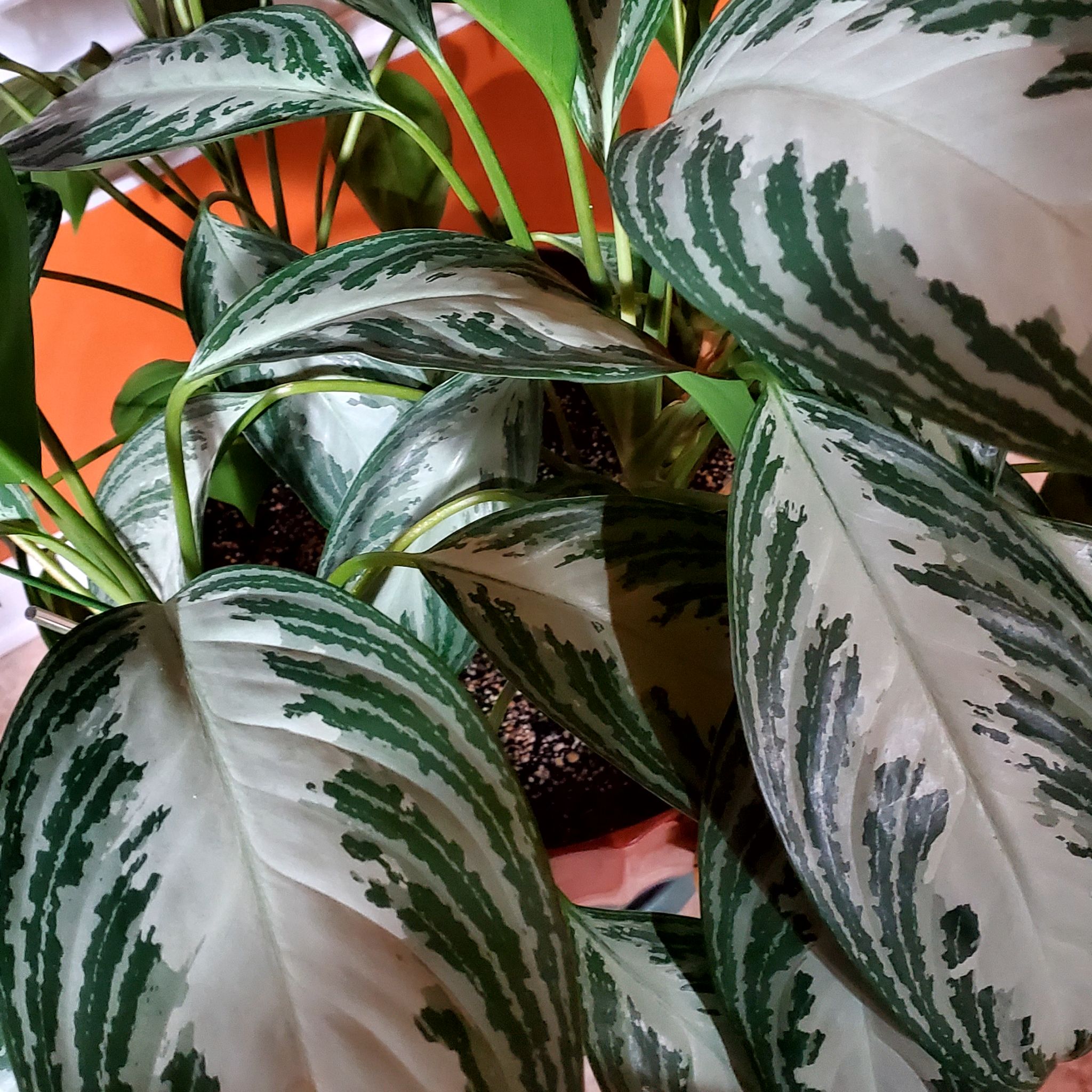 Photo of the plant species Chinese Evergreen by @BookBirdPlant named Aggie "The Silver Bey" on Greg, the plant care app