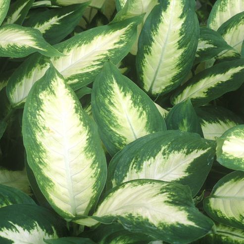 Photo of the plant species Diffenbachia 'Camille' by @BookBirdPlant named Ediff on Greg, the plant care app
