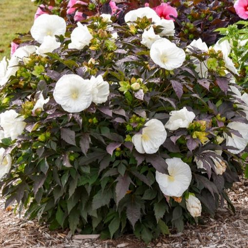 Photo of the plant species White Hibiscus by @BookBirdPlant named Cookie on Greg, the plant care app