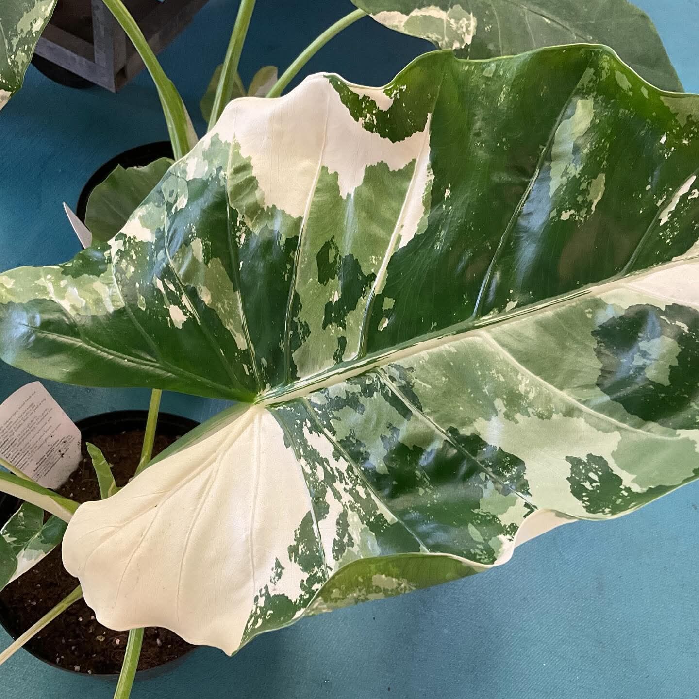 Photo of the plant species Alocasia Appaloosa Gold by @BookBirdPlant named Appaloosa x2 on Greg, the plant care app