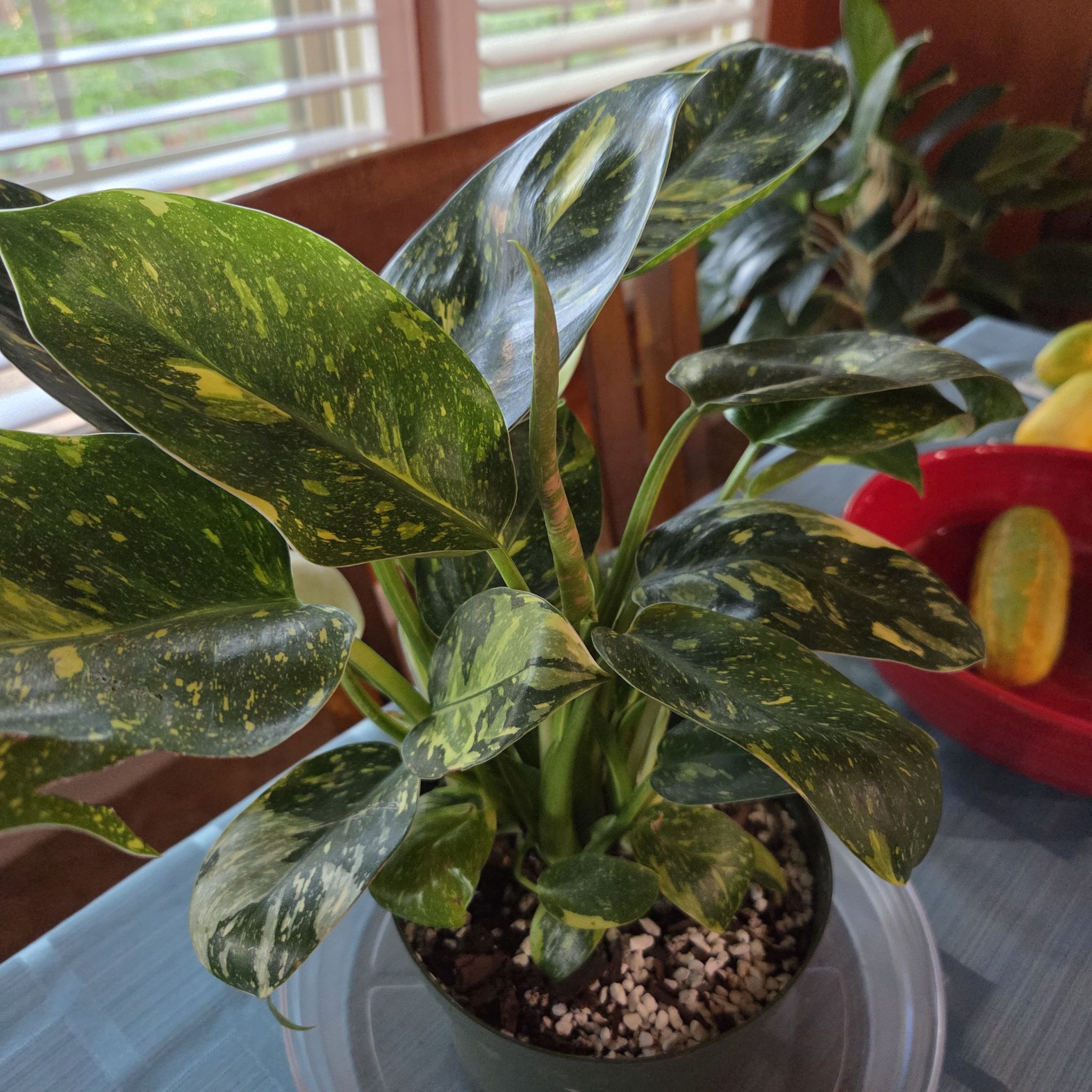 Photo of the plant species Variegated Green Congo Philodendron by @BookBirdPlant named Zeus on Greg, the plant care app
