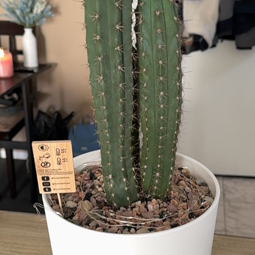 Photo of the plant species Trichocereus 'La Paz' by @BustlingCacto named Sedona on Greg, the plant care app