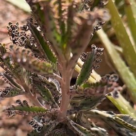 Photo of the plant species Houghton's Hybrid by @GentlemanHedera named Diana on Greg, the plant care app