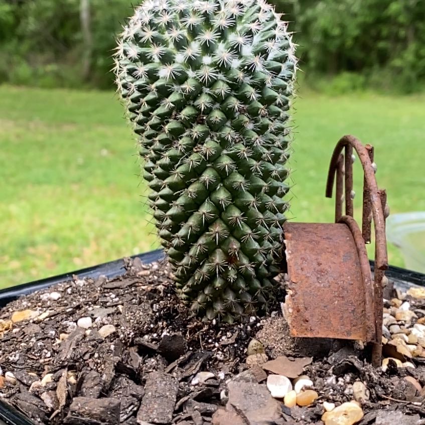 Mammillaria Uncinata cactus in a pot with visible soil, appearing healthy.