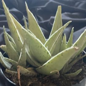 Photo of the plant species Aloe 'Snow Drift' by @LuxuryLoquat named Achilles on Greg, the plant care app
