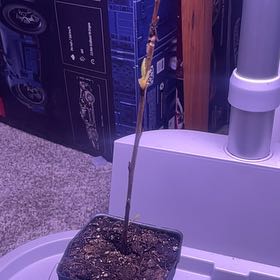 Photo of the plant species Yoshino Cherry by @BigtimeKoa named Chiyono on Greg, the plant care app