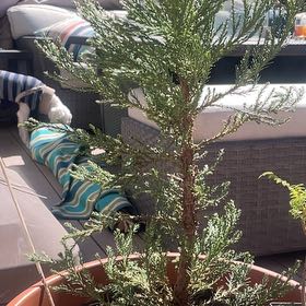 Photo of the plant species Giant Sequoia by @BigtimeKoa named Hishi Akebono on Greg, the plant care app