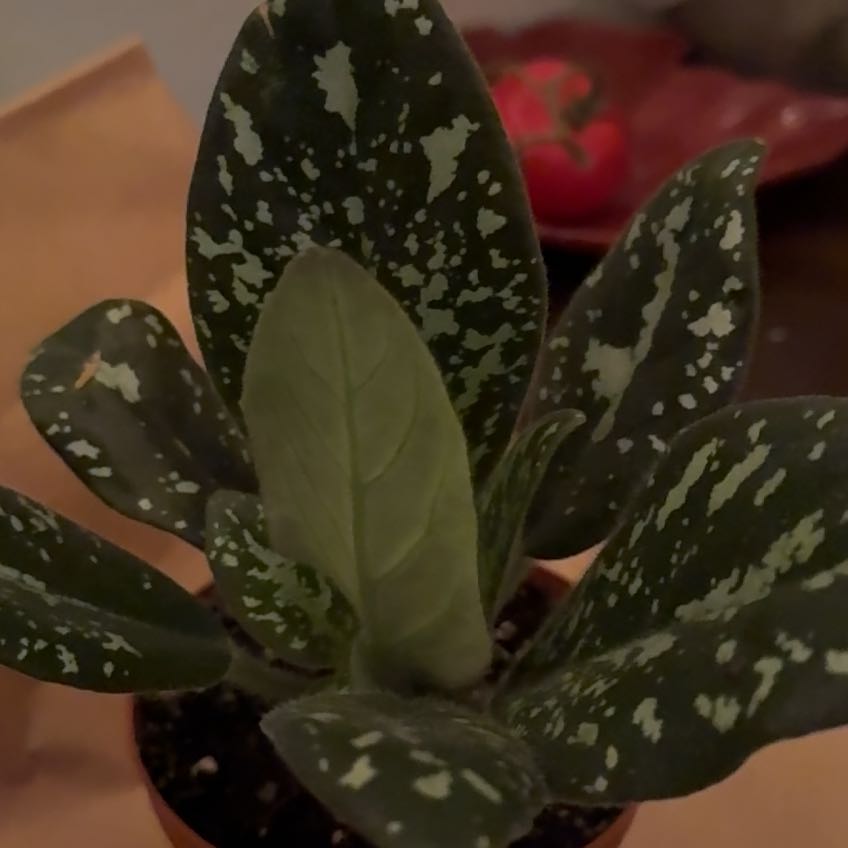 Photo of the plant species Michaelmoelleria vietnamensis by @ZappyWateroak named Rainier on Greg, the plant care app