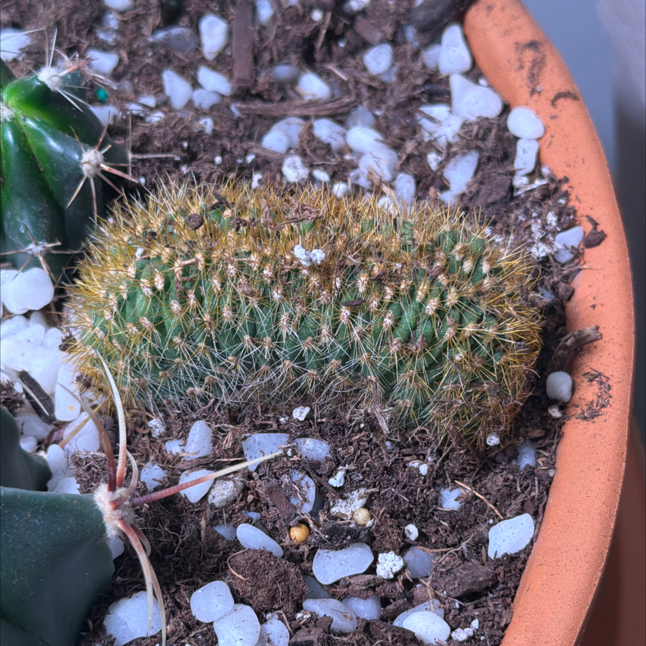 Photo of the plant species Crested Snake Cactus by @GiddyOrangetree named Nagini on Greg, the plant care app