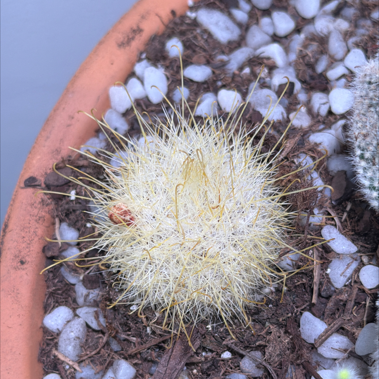 Photo of the plant species Old Lady Cactus by @GiddyOrangetree named Maggie Smith on Greg, the plant care app