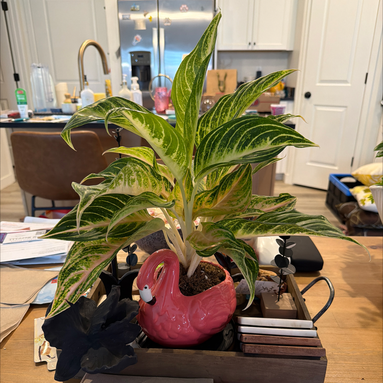 Photo of the plant species Aglaonema Spitfire by @GiddyOrangetree named Rizzo on Greg, the plant care app