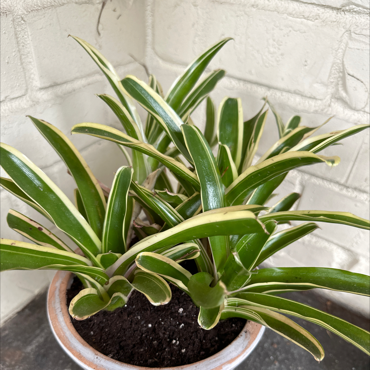 Photo of the plant species Bromeliad Neoregelia 'Donger' by @UnspoiledLithop named Donger  (trop) on Greg, the plant care app