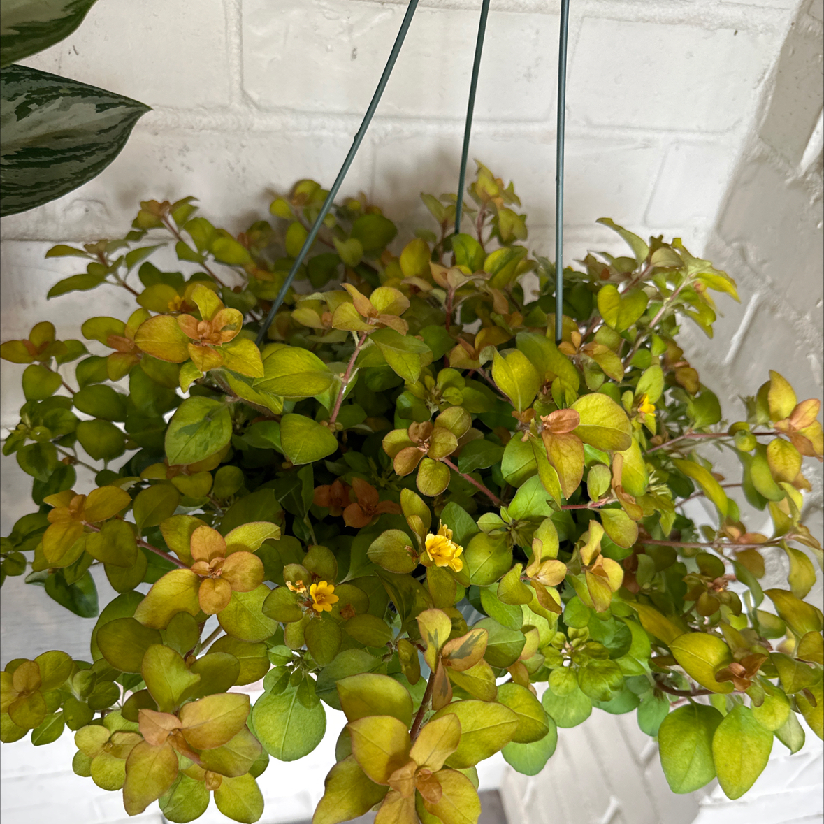 Photo of the plant species Waikiki by @UnspoiledLithop named Waikiki Sunset on Greg, the plant care app