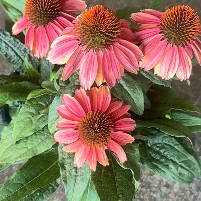 Photo of the plant species Sombrero Coneflower by @UnspoiledLithop named Ombré Coneflower on Greg, the plant care app