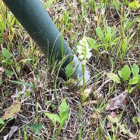 Photo of the plant species Small White Orchid by @EarlyDaisy named Harper on Greg, the plant care app