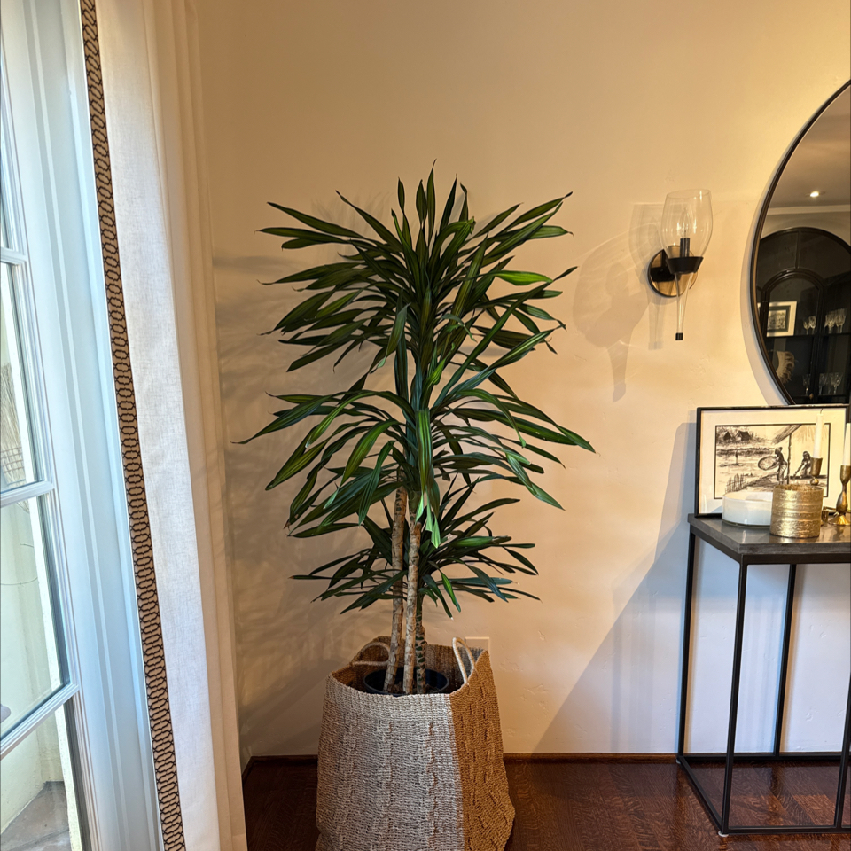 Photo of the plant species Dracaena Goldstar by @JacarandaHaze named Stella on Greg, the plant care app