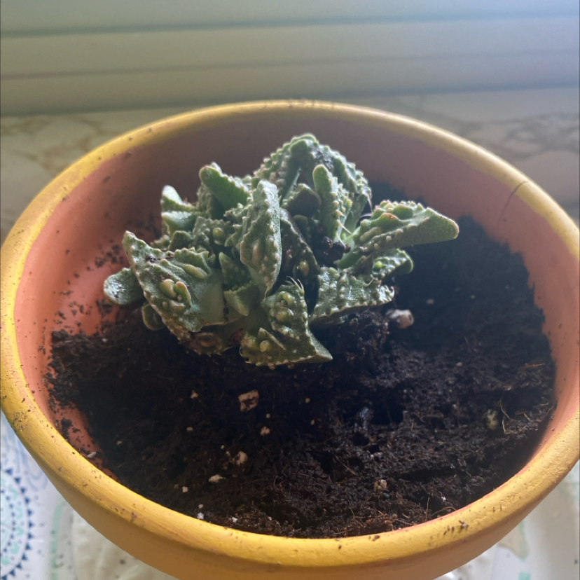Photo of the plant species Varigated Tiger's Jaw by @RAB named d’Artagnan on Greg, the plant care app