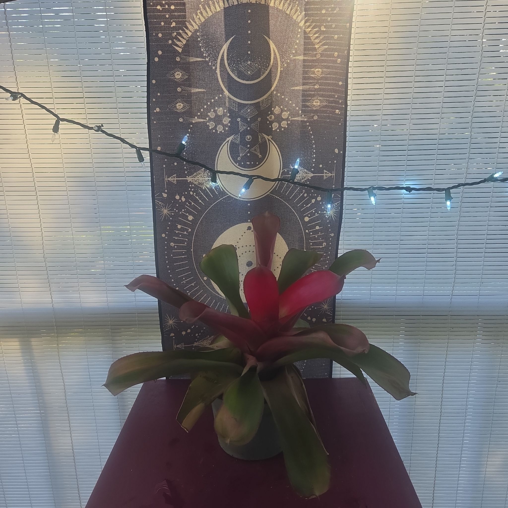 Photo of the plant species Neoregelia 'Fireball' by @YeveThreadrush named Fernie Saunders on Greg, the plant care app