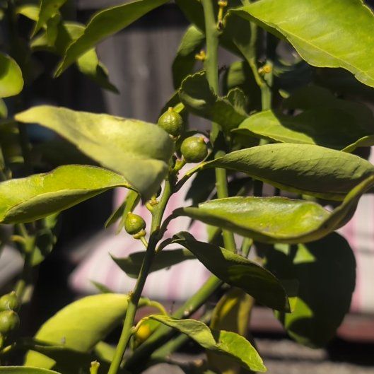 Photo of the plant species Page Mandarin Tree by @PeppyTurkshead named Sol on Greg, the plant care app