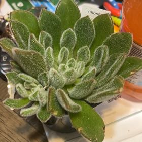 Photo of the plant species Blue Balloon Echeveria by @TryPepperface named Saskatoon on Greg, the plant care app
