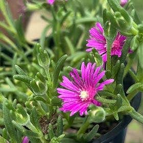 Photo of the plant species Drosanthemum Floribundum by @Agh422 named Kendall on Greg, the plant care app