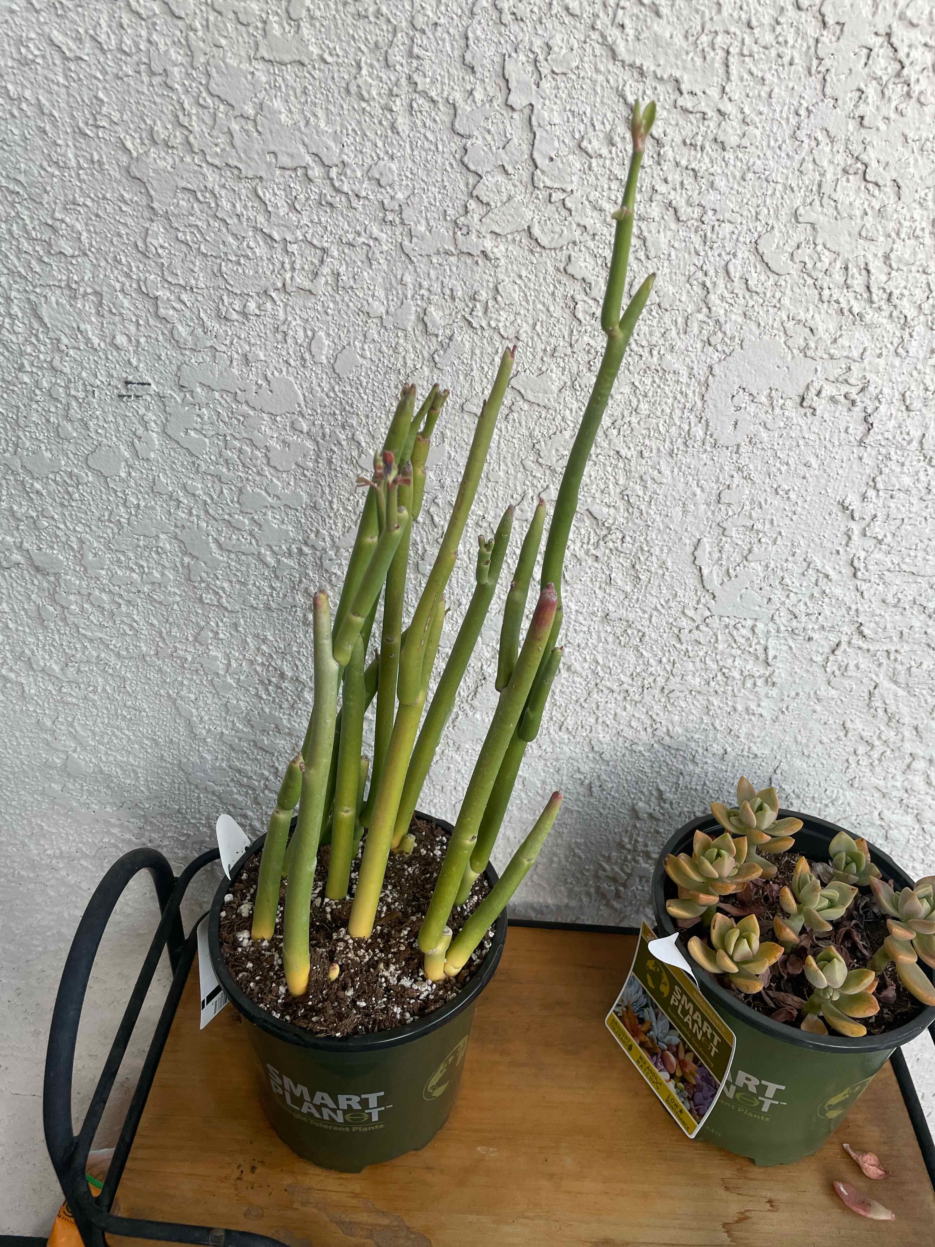 Slipper Plant in a pot with visible soil, another plant in the background.