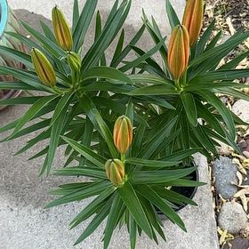 Photo of the plant species Lilium ‘Tiny Toons’ by @SolidTexasash named Orange Lilyyes on Greg, the plant care app