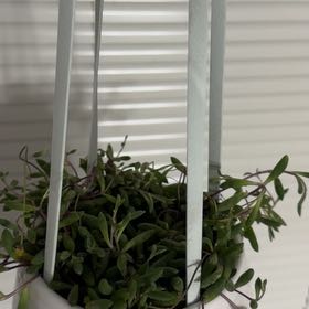 Photo of the plant species Curio herreanus 'Purple Flush' by @BusyHawthorn named Scarlett on Greg, the plant care app
