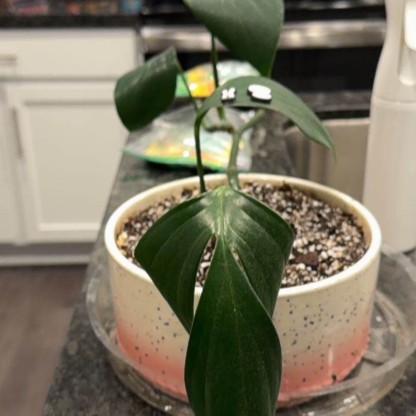 Photo of the plant species Dragon Tail Plant by @ManlyScarletoak named Mushu on Greg, the plant care app