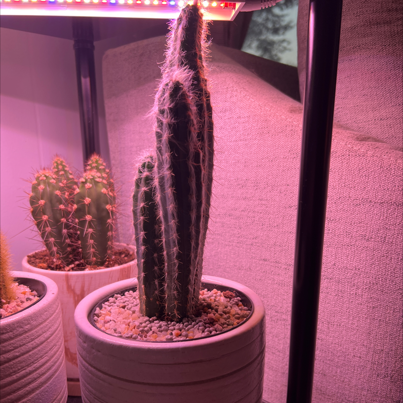 Photo of the plant species Pilosocereus glaucescens by @KeenBogmyrtle named Sonora on Greg, the plant care app