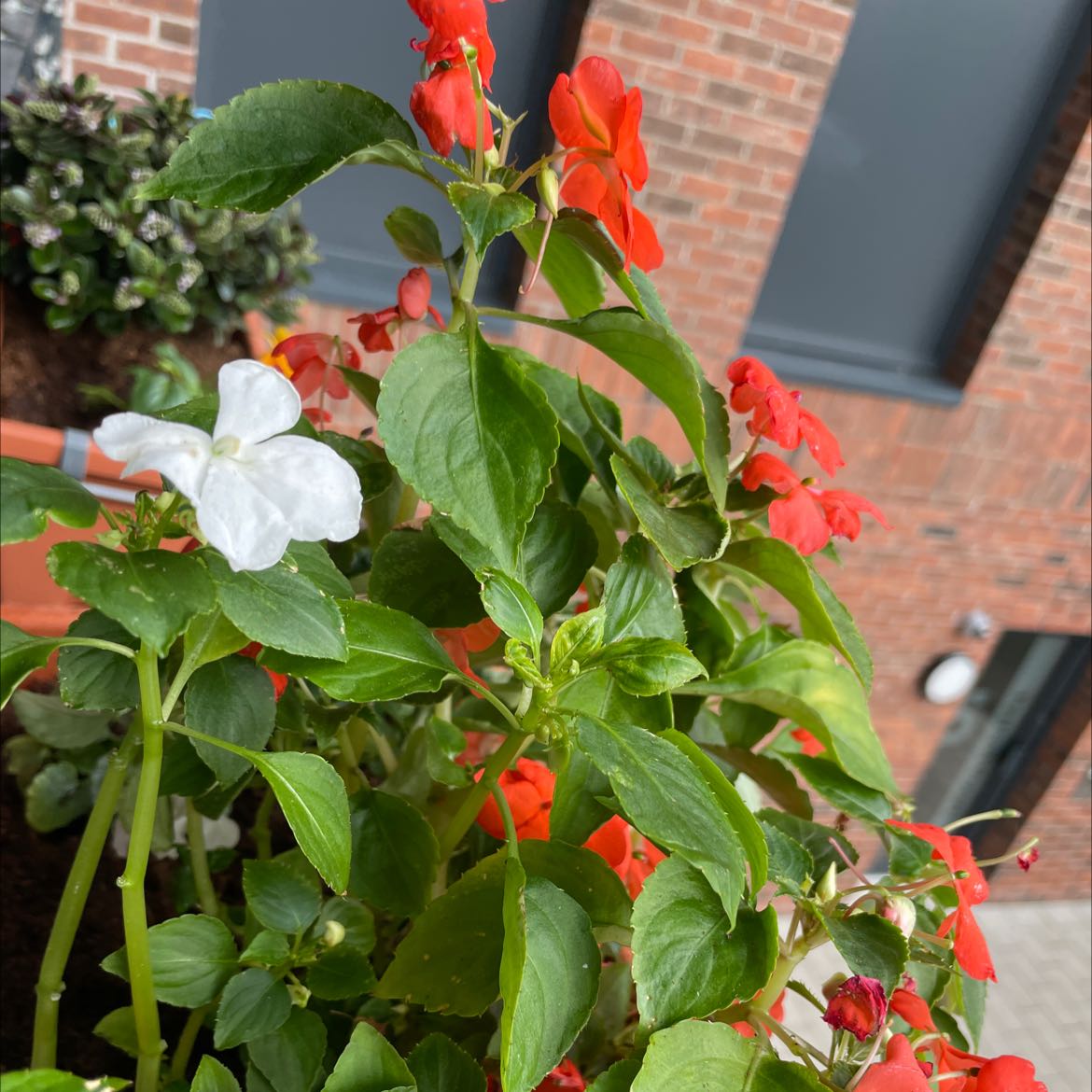 Buzzy Lizzy plant with green leaves and red and white flowers, healthy appearance.