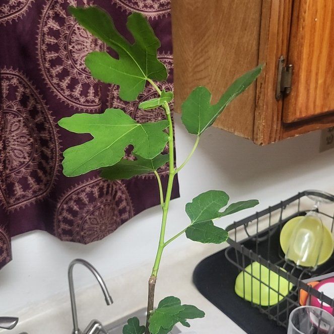 Photo of the plant species Violette De Bordeaux Fig by @FireballChilli named FIGARO on Greg, the plant care app