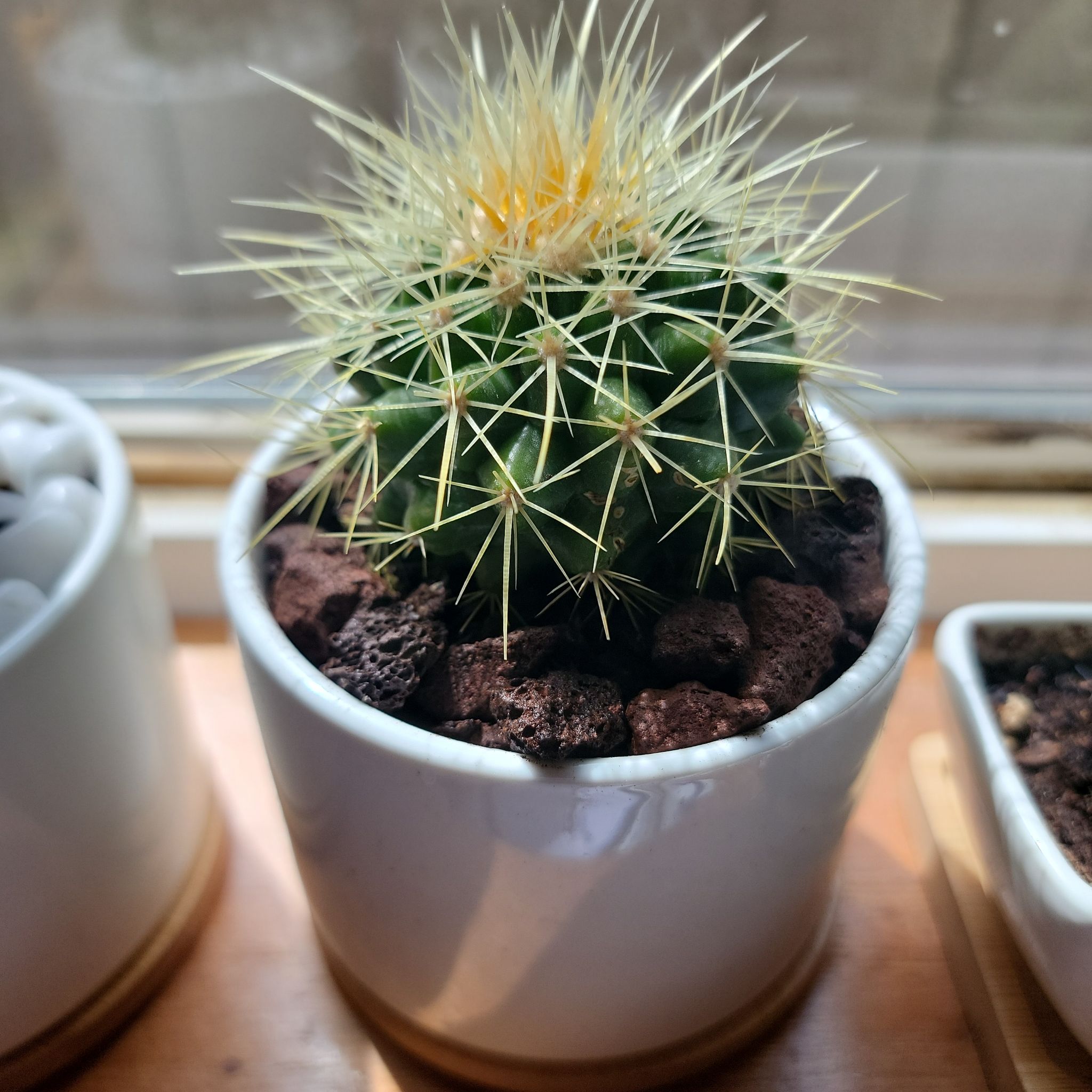 Photo of the plant species White Barrel Cactus by @BreezyCurlyslim named Huckleberry Fern on Greg, the plant care app