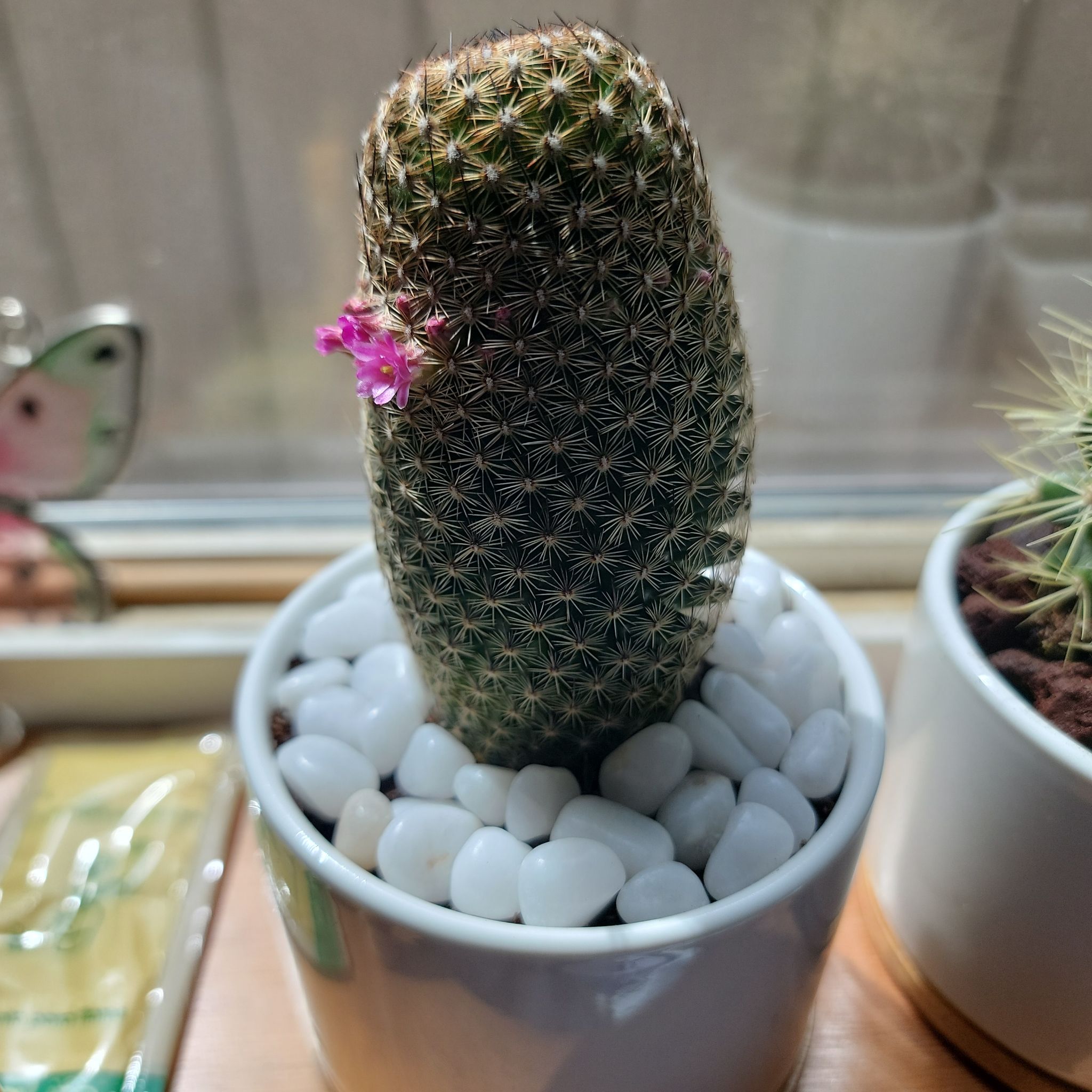 Thumb Cactus in a pot with white pebbles, showing small pink flowers.
