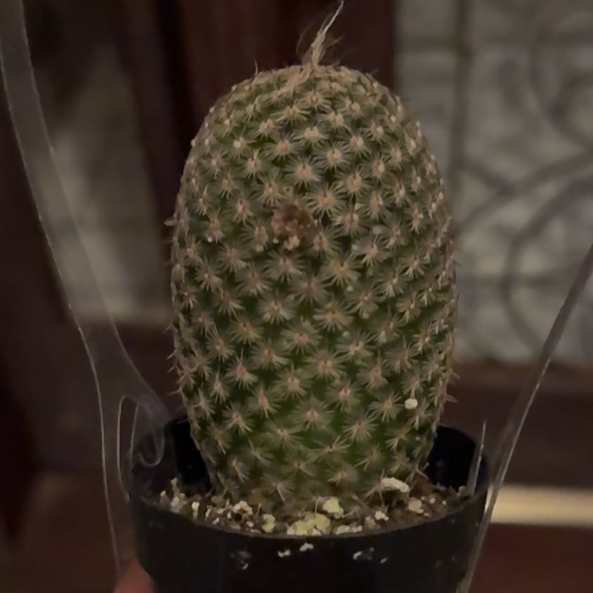 A healthy Thumb Cactus in a small pot with visible soil.