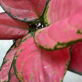 Photo of the plant species Chinese Evergreen by @ChirpyWasabi named Chief on Greg, the plant care app