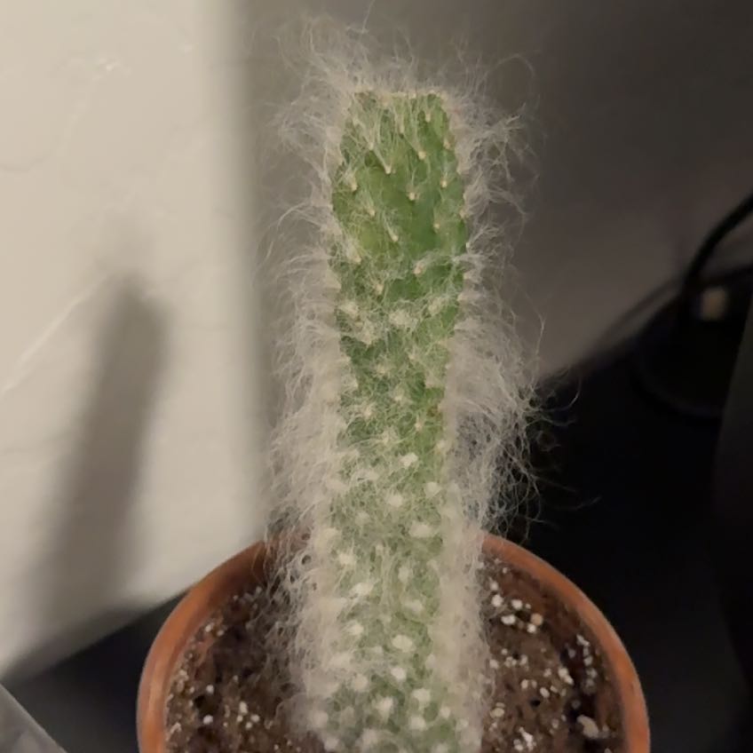 Photo of the plant species Snow White by @ChirpyWasabi named Runt on Greg, the plant care app