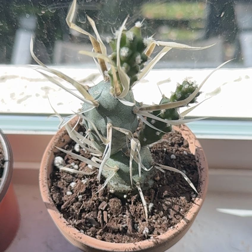 Photo of the plant species Paper Spine Cactus by @ChirpyWasabi named Papey on Greg, the plant care app