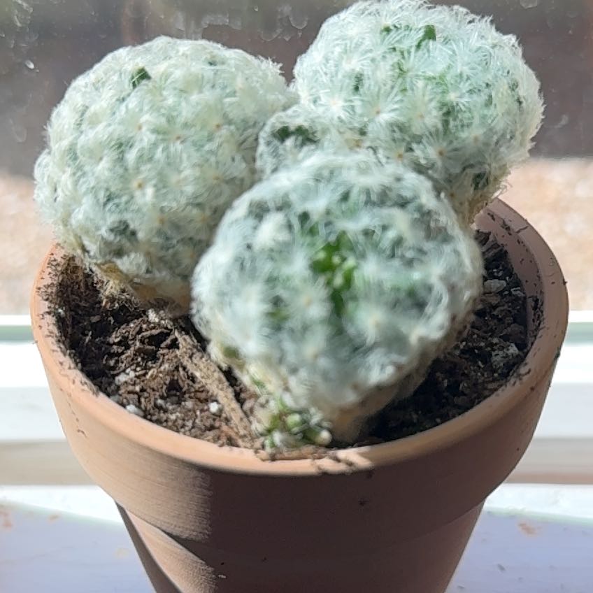 Photo of the plant species Feather Cactus by @ChirpyWasabi named Snowball on Greg, the plant care app