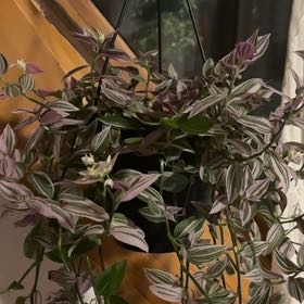 Photo of the plant species Inch Plant by @CosmicGladiolus named Lollipop on Greg, the plant care app