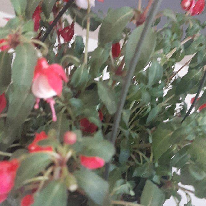 Photo of the plant species Fuchsia 'Ballet Girl' by @NurseRhodotus named Alchemy on Greg, the plant care app