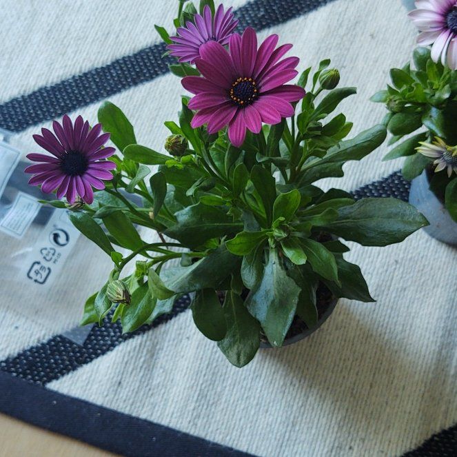 Photo of the plant species African Daisy by @SavantElkweed named Lola on Greg, the plant care app