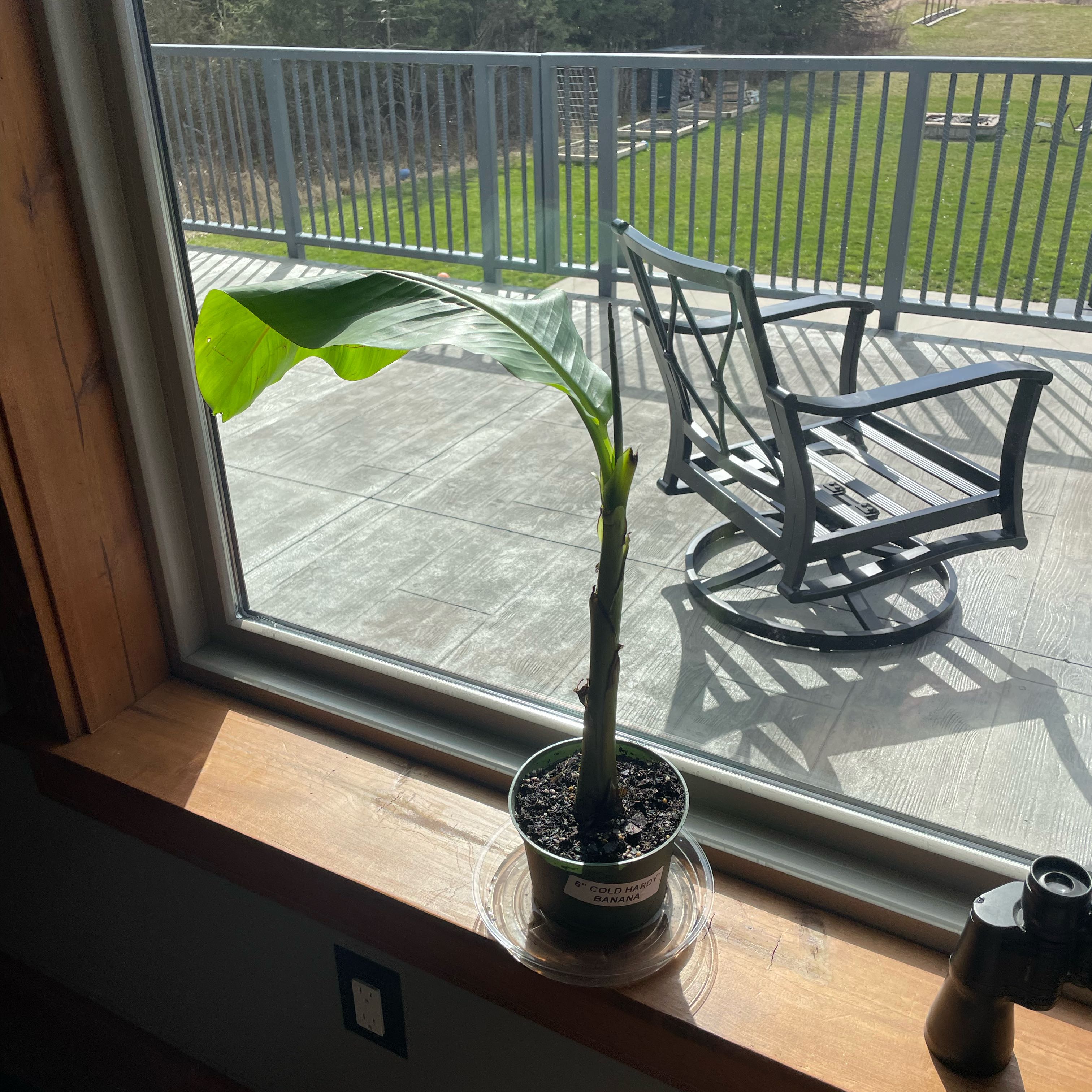 Potted Japanese Banana plant on a windowsill with a single large green leaf.