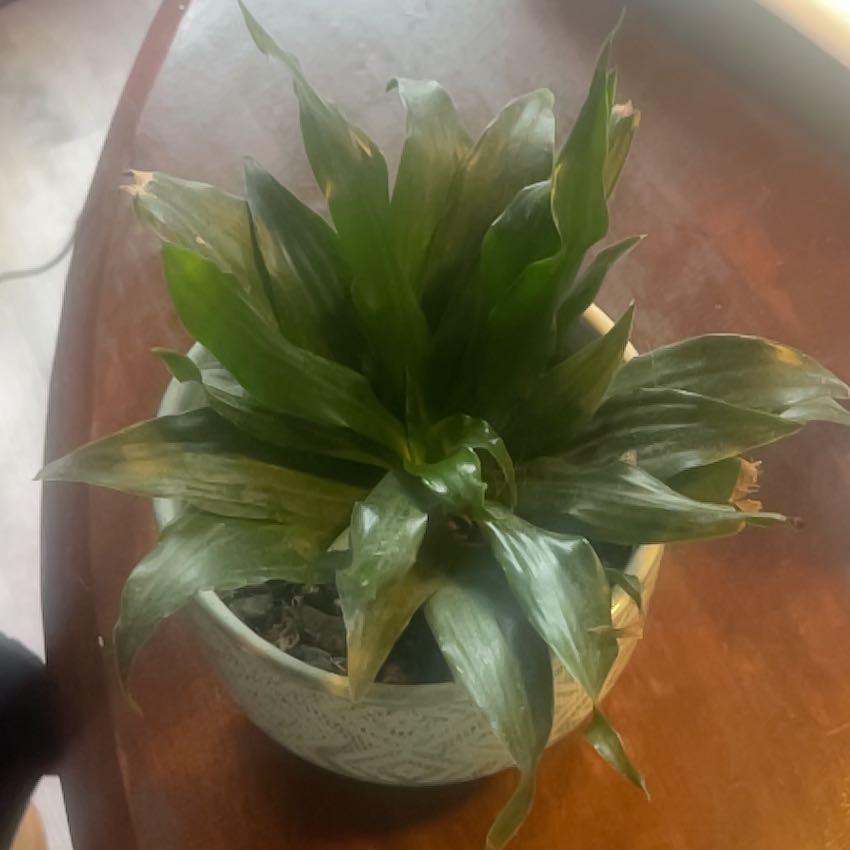 Photo of the plant species Corn Plant by @QuaintBlinks named Bruce Lee on Greg, the plant care app