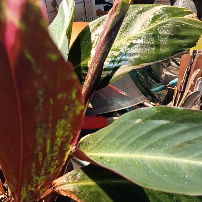 Photo of the plant species Stromanthe sanguinea 'Tricolor' by @FamedJackfruit named Mochi on Greg, the plant care app