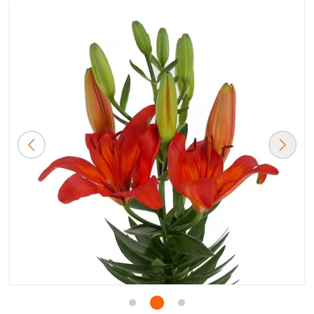 Photo of the plant species Asiatic Lily Red Highland by @GoldIndianhemp named Stella on Greg, the plant care app