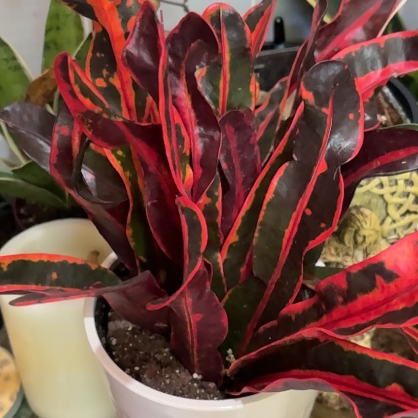 Photo of the plant species Mammy Croton by @TactfulNoblefir named Seraphina on Greg, the plant care app