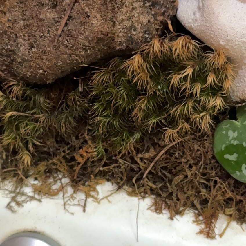Photo of the plant species Broom Forkmoss by @TactfulNoblefir named Zion on Greg, the plant care app